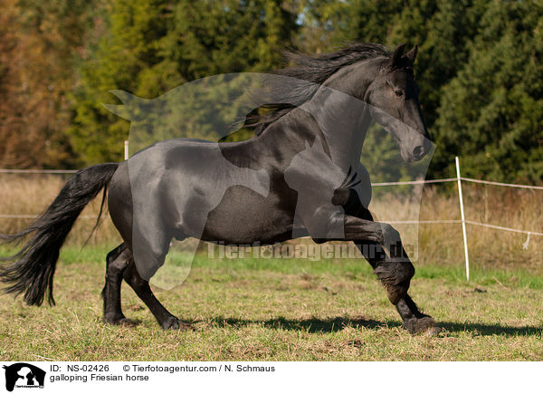 galloping Friesian horse / NS-02426