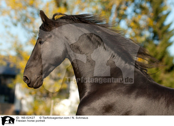 Friesian horse portrait / NS-02427