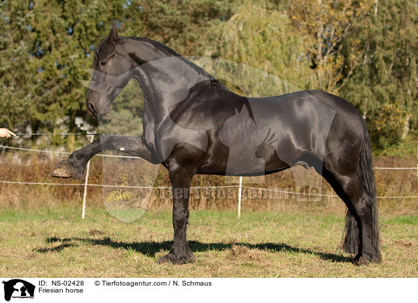Friese mit spanischem Schritt / Friesian horse / NS-02428