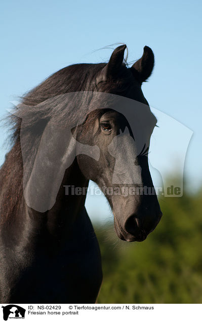 Friesian horse portrait / NS-02429