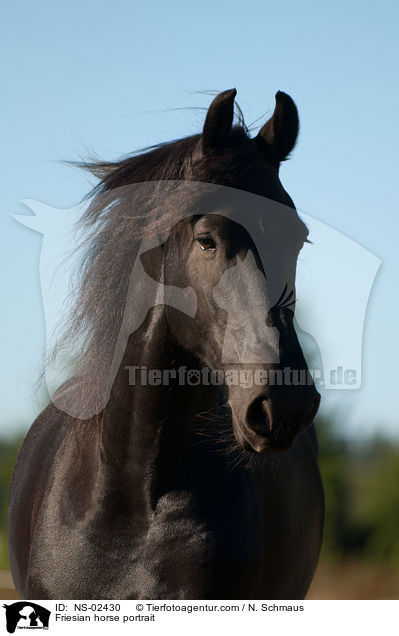 Friesian horse portrait / NS-02430