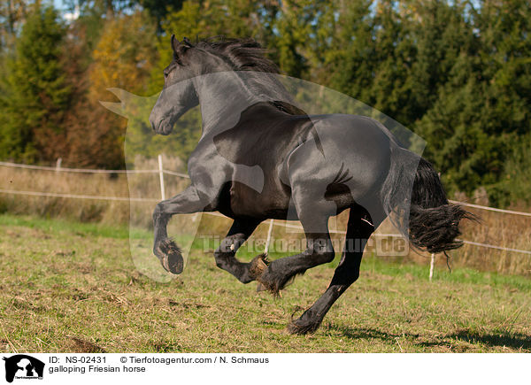 galloping Friesian horse / NS-02431