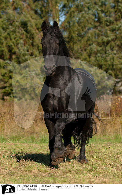 trotting Friesian horse / NS-02436