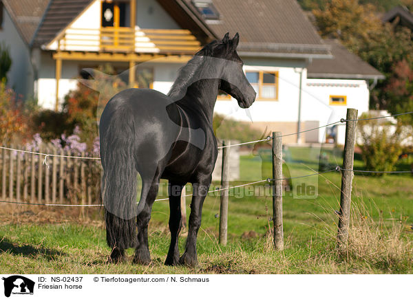 Friesian horse / NS-02437