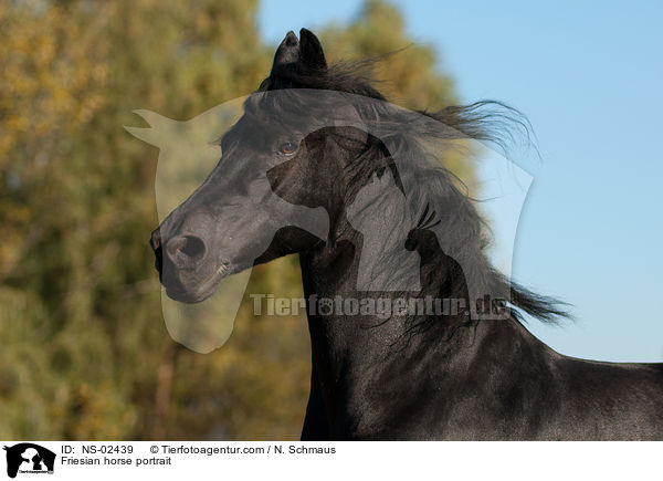 Friesian horse portrait / NS-02439