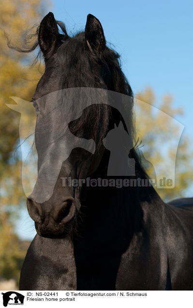 Friesian horse portrait / NS-02441