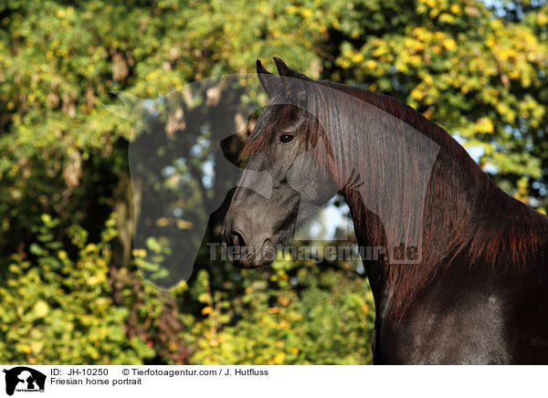 Friesian horse portrait / JH-10250