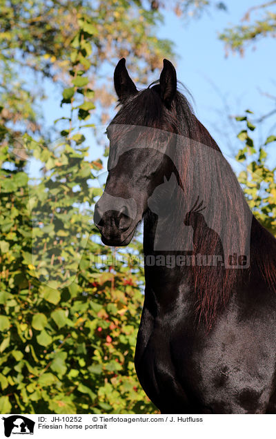 Friesian horse portrait / JH-10252