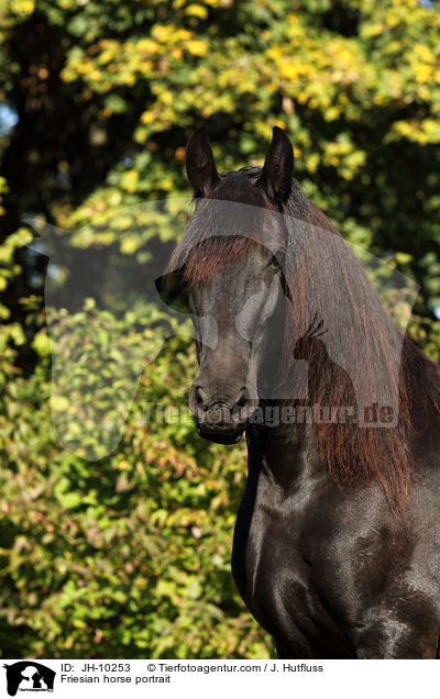 Friesian horse portrait / JH-10253