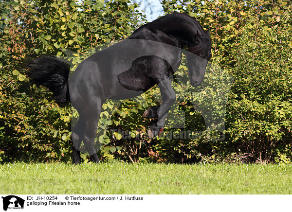 galloping Friesian horse / JH-10254