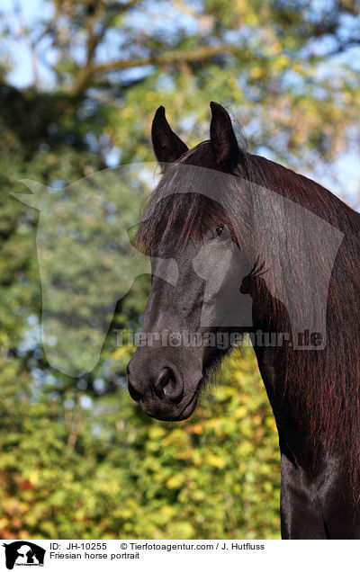 Friesian horse portrait / JH-10255