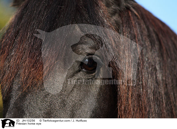 Friesian horse eye / JH-10256