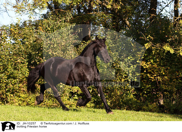 trotting Friesian horse / JH-10257