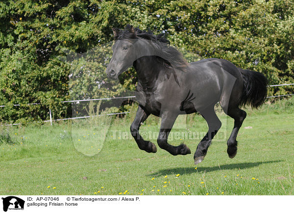 galloping Frisian horse / AP-07046