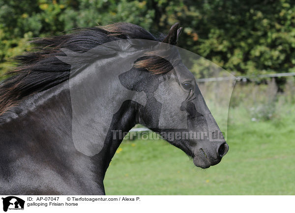 galloping Frisian horse / AP-07047