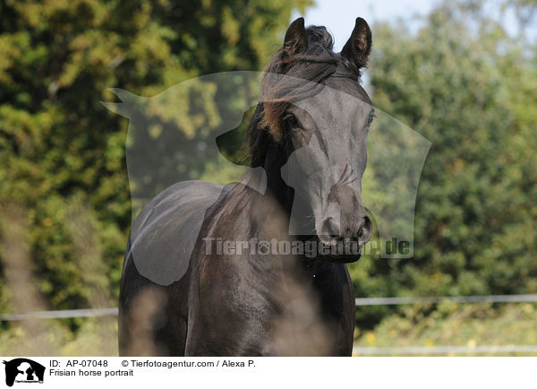 Frisian horse portrait / AP-07048