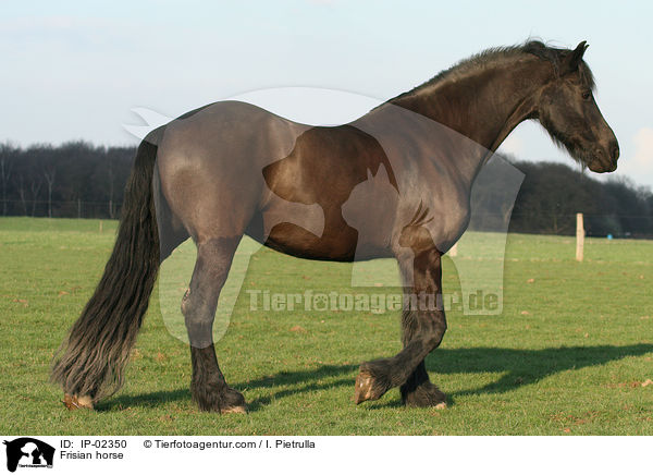 Frisian horse / IP-02350