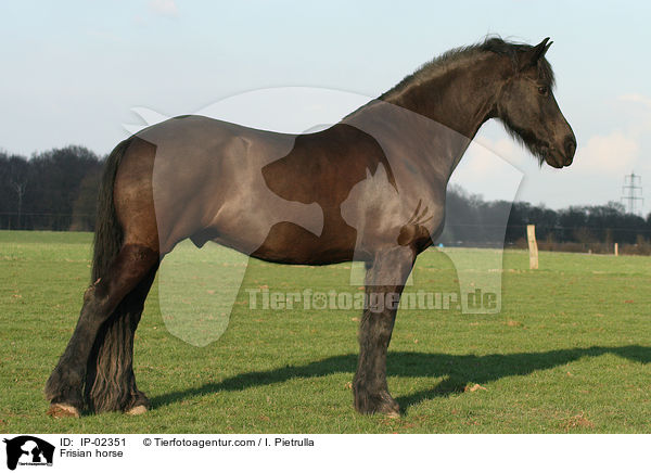 Frisian horse / IP-02351
