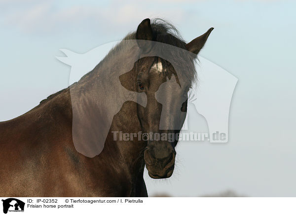 Frisian horse portrait / IP-02352