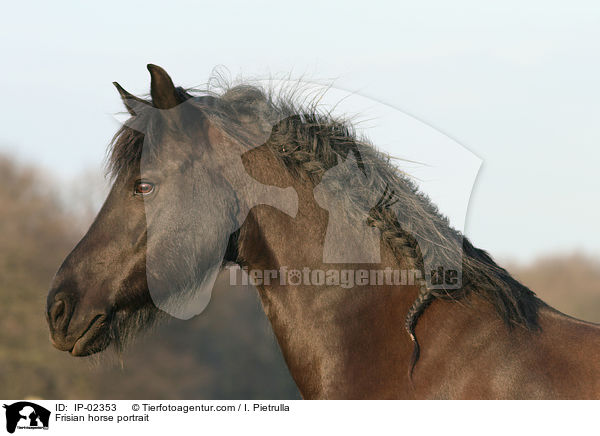 Frisian horse portrait / IP-02353