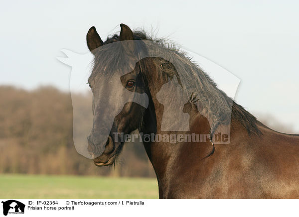 Frisian horse portrait / IP-02354