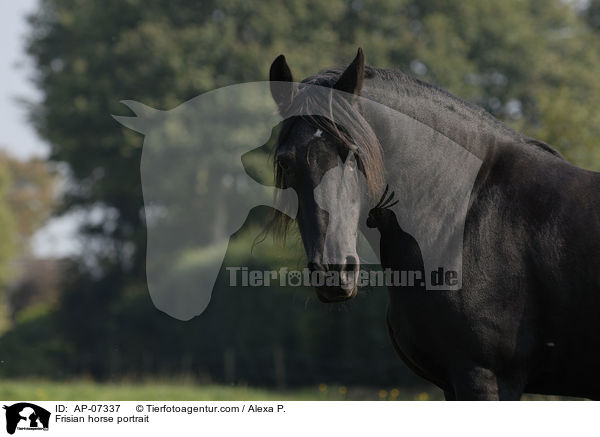 Frisian horse portrait / AP-07337