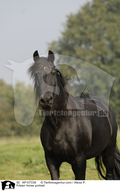 Frisian horse portrait / AP-07338