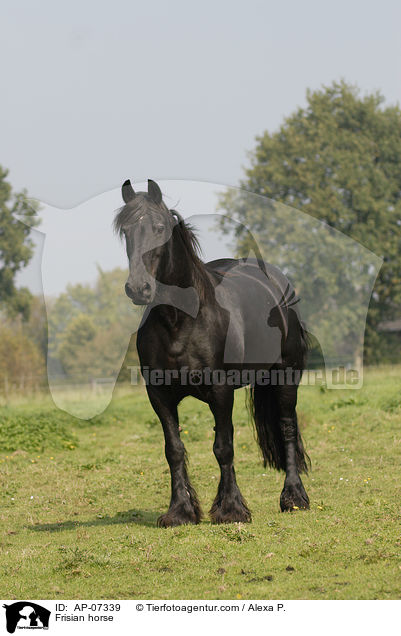 Frisian horse / AP-07339