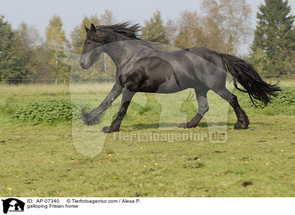galloping Frisian horse / AP-07340