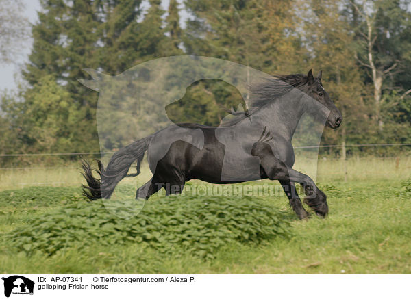 galloping Frisian horse / AP-07341
