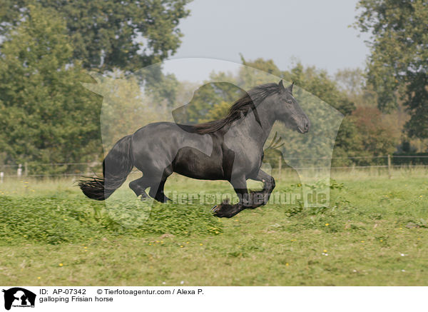 galloping Frisian horse / AP-07342