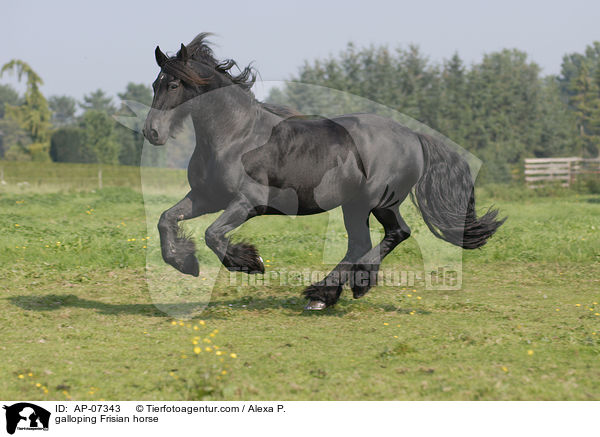 galloping Frisian horse / AP-07343