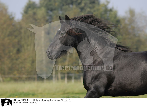 Frisian horse portrait / AP-07344