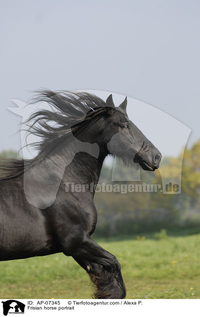 Frisian horse portrait / AP-07345