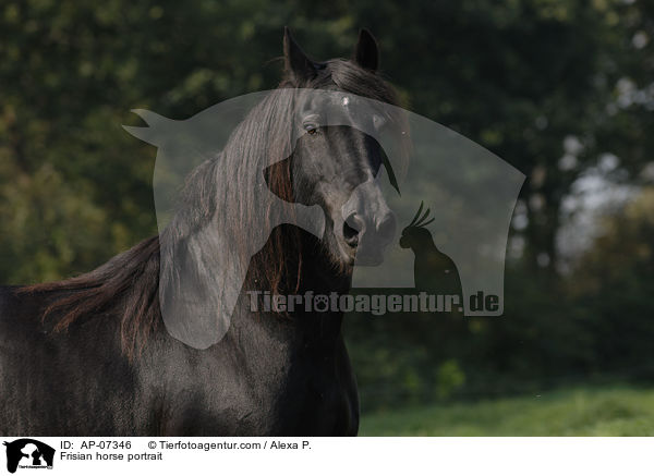 Frisian horse portrait / AP-07346