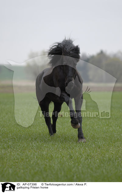 galloping Frisian horse / AP-07396