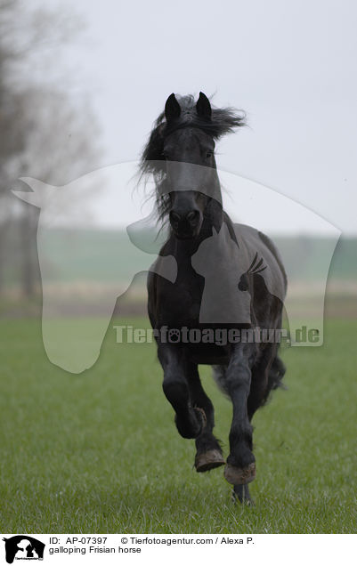 galloping Frisian horse / AP-07397