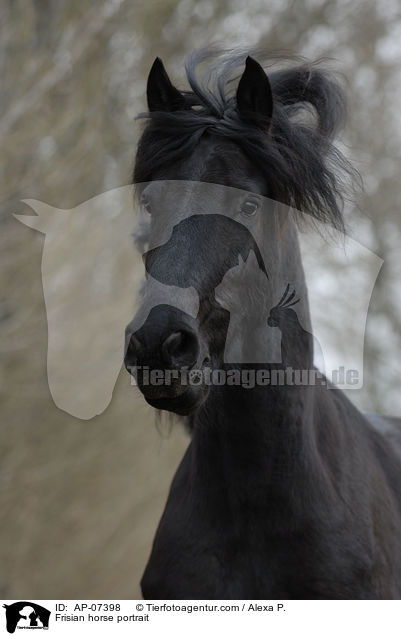 Frisian horse portrait / AP-07398