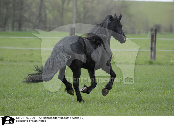 galloping Frisian horse / AP-07399