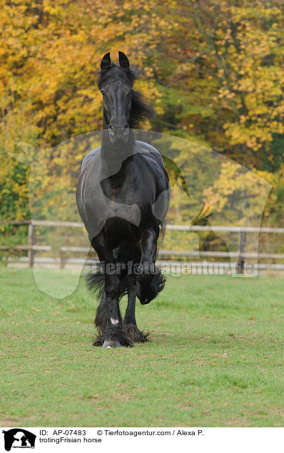 trotingFrisian horse / AP-07483