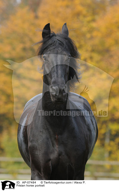 Frisian horse portrait / AP-07484