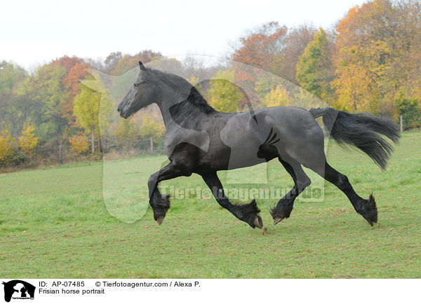 Frisian horse portrait / AP-07485