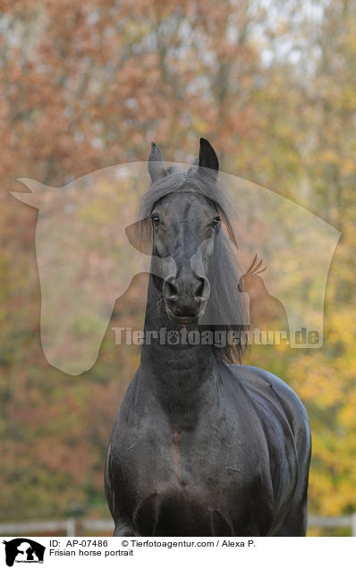 Frisian horse portrait / AP-07486