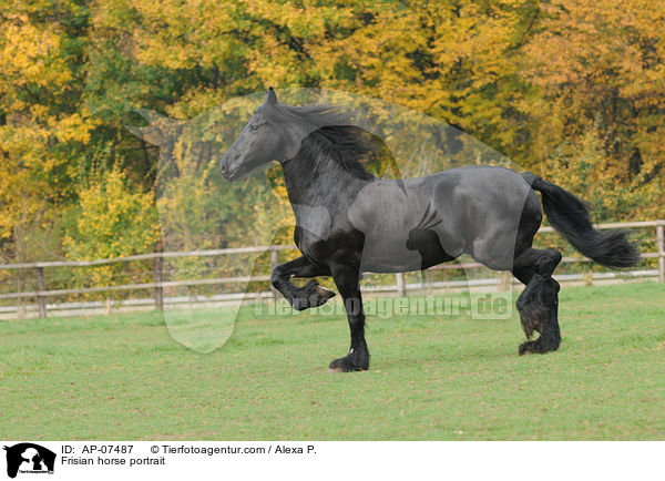 Frisian horse portrait / AP-07487