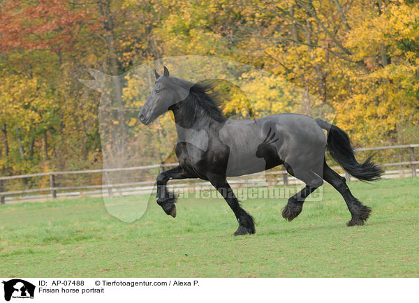 Frisian horse portrait / AP-07488