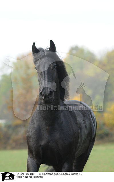 Frisian horse portrait / AP-07489