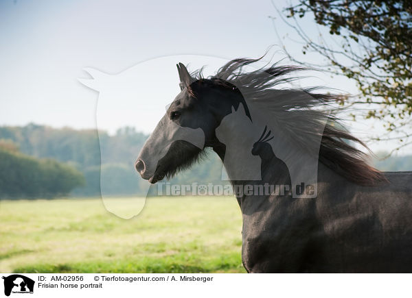 Frisian horse portrait / AM-02956