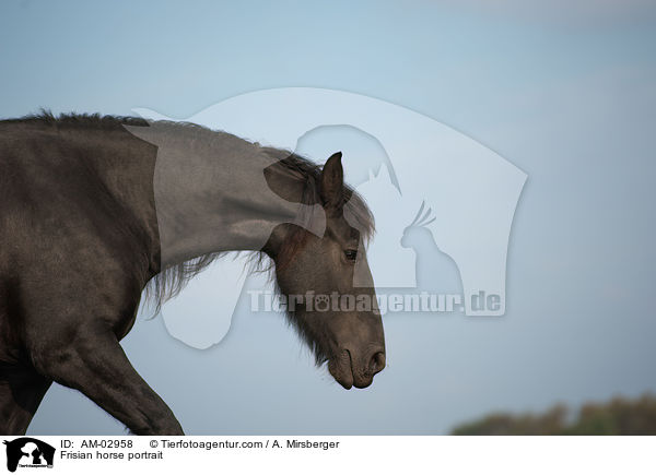 Frisian horse portrait / AM-02958