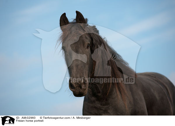 Frisian horse portrait / AM-02960