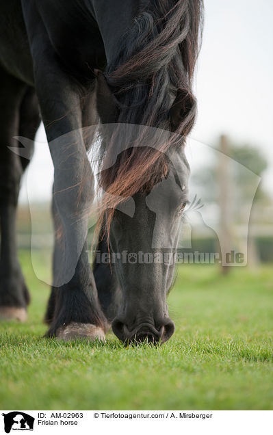 Frisian horse / AM-02963